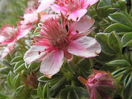 Mochna dolomitová - Potentilla nitida  Potentilla nitida