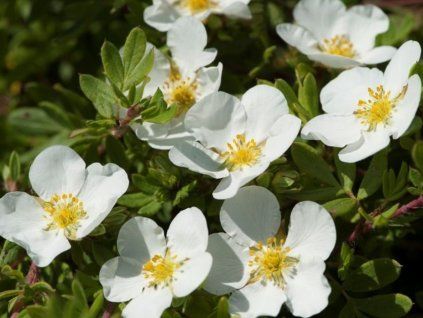Mochna křovitá 'Abbotswood'  Potentilla/Dasiphora fruticosa 'Abbotswood'