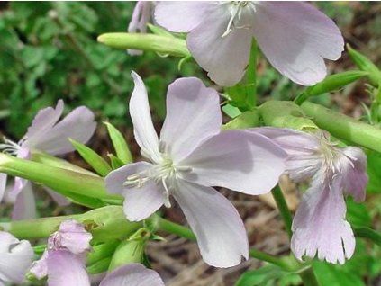 Mydlice lékařská - Saponaria officinalis  Saponaria officinalis