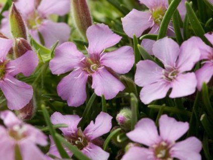 Mydlice olivská - Saponaria x olivana  Saponaria x olivana