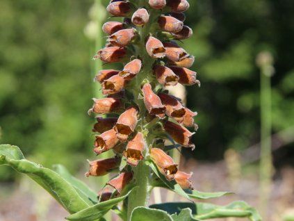 Náprstník drobnokvětý - Digitalis parviflora  Digitalis parviflora