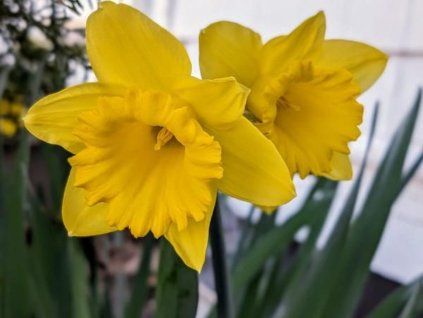 Narcis 'Dutch Master'  Narcissus 'Dutch Master'