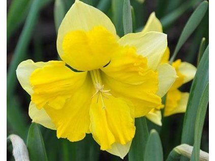 52764 1 narcis chanterelle 3 ks