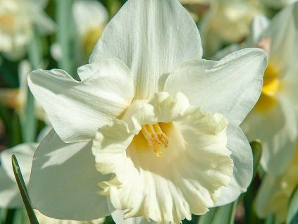 Narcis 'Mount Hood'  Narcissus 'Mount Hood'