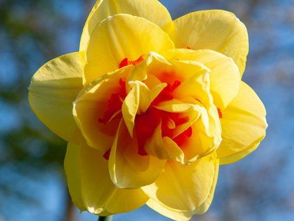 Narcis 'Tahiti'  Narcissus 'Tahiti'