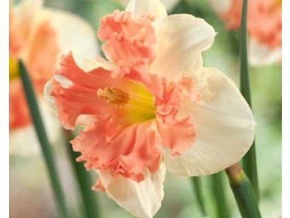 52899 1 narcis vanilla peach 3 ks