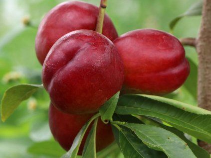 Nektarinka 'Crimson Gold'  Prunus persica 'Crimson Gold'
