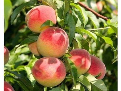Nektarinka 'Durbin'  Prunus persica ´Durbin´