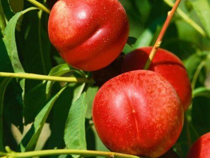 Nektarinka 'Fantasia'  Prunus persica 'Fantasia'