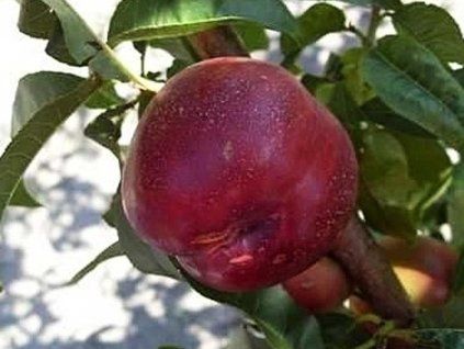 Nektarinka 'Harblaze'  Prunus persica ´Harblaze´