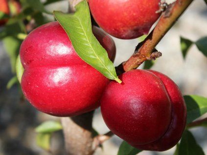 Nektarinka 'Nectared 4'  Prunus persica 'Nectared 4'