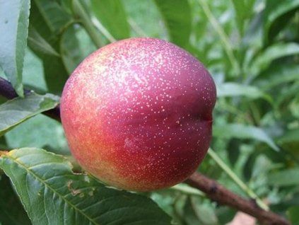 Nektarinka 'Tena'  Prunus persica ´Tena´