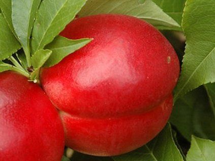 Nektarinka zakrslá 'Rubis Necta Zee'  Prunus persica 'Rubis Necta Zee'