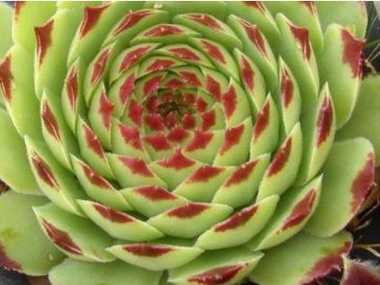 53142 netresk vapnomilny bicolor sempervivum calcareum bicolor