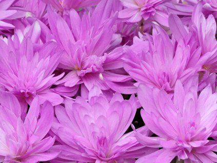 Ocún 'Waterlily'  Colchicum 'Waterlily'