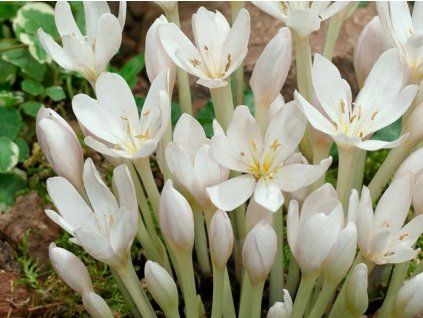 Ocún jesenní 'Album'  Colchicum autumnale 'Album'