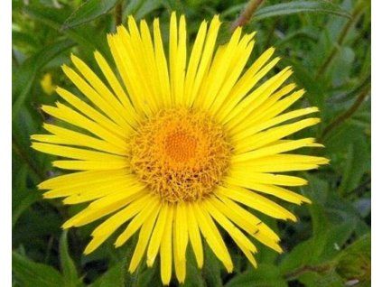 53952 1 oman pravy inula helenium