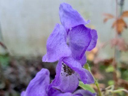 Oměj Šalamounek - Aconitum napellus  Aconitum napellus