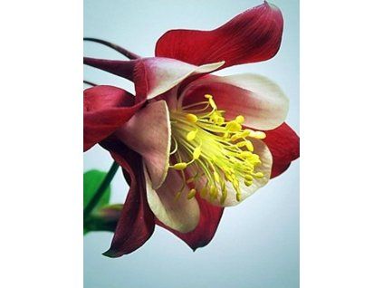 cameo red
