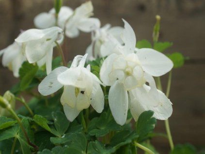 cameo white