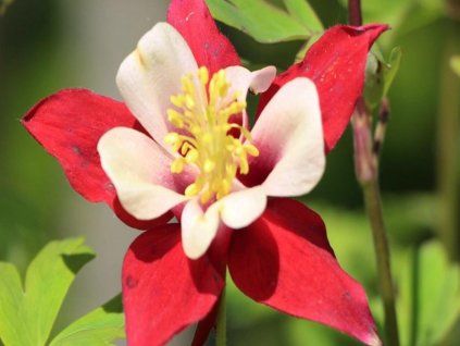 rotstern