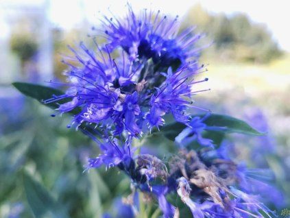 Ořechokřídlec klandonský 'Heavenly Blue'  Caryopteris x clandonensis 'Heavenly Blue'