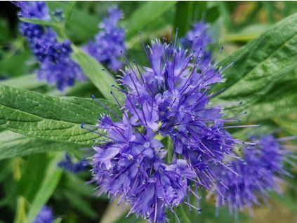Ořechokřídlec klandonský 'Kew Blue'  Caryopteris x clandonensis 'Kew Blue'