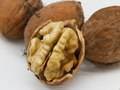 Ořešák 'Mars'  Juglans regia 'Mars'