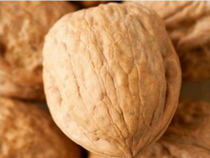 Ořešák 'Saturn'- kontejner  Juglans regia ´Saturn´