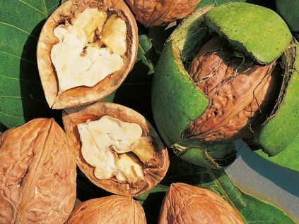 Ořešák královský 'Franquette'  Juglans regia 'Franquette