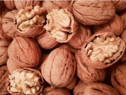 Ořešák královský 'Chandler'  Juglans regia 'Chandler'
