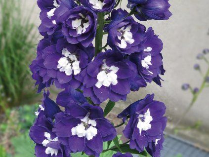 Ostrožka 'Magic Fountains Dark Blue' - Delphinium 'Magic Fountains Dark Blue'  Delphinium 'Magic Fountains Dark Blue'