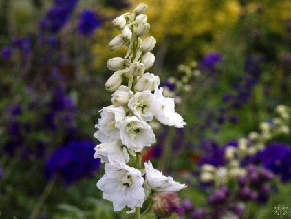 Delphinium 'Pacific Serie Galahad' (2)