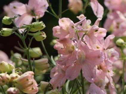 Ostrožka velkokvětá  'Delfix Rose' - Delphinium grandiflorum  'Delfix Rose '  Delphinium grandiflorum 'Delfix Rose