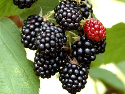 Ostružiník 'Dirksen Thornless'  Rubus fruticosus 'Dirksen Thornless'