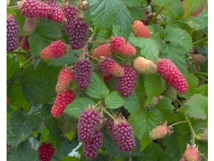 54546 1 ostruzinik krovity tayberry medana