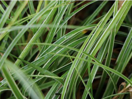 Ostřice 'Snowline' - Carex 'Snowline'  Carex 'Snowline'