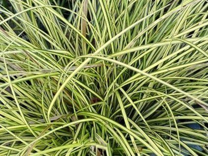 variegata os