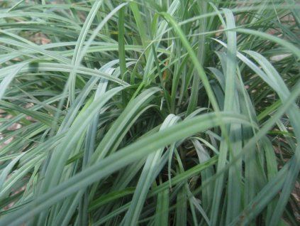 Ostřice chabá - Carex flacca  Carex flacca