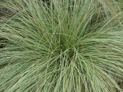 Ostřice chocholatá 'Amazon Mist' - Carex comans 'Amazon Mist'  Carex comans 'Amazon Mist'