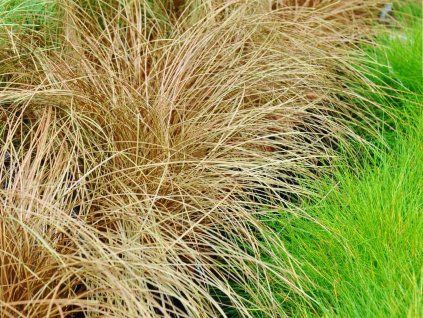 Ostřice chocholatá 'Bronze Form' - Carex comans 'Bronze Form'  Carex comans 'Bronze Form'