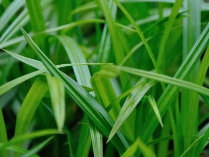 carex morrowii foliosissima irish green