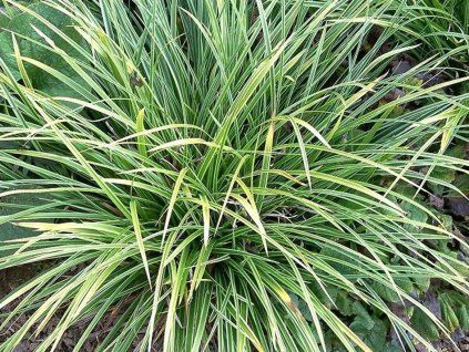 Ostřice japonská  'Variegata' - Carex morrowii 'Variegata'  Carex morrowii 'Variegata'