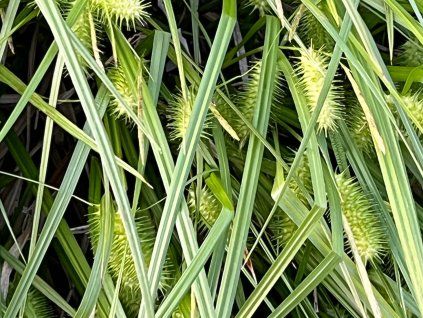 Ostřice lurida - Carex lurida  Carex lurida
