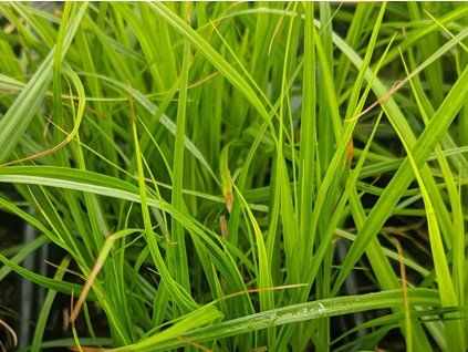 Ostřice muskingumenská - Carex muskingumensis  Carex muskingumensis