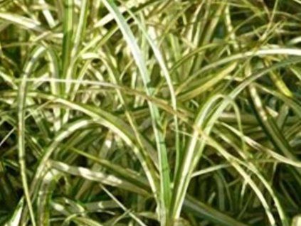 muskin variegata