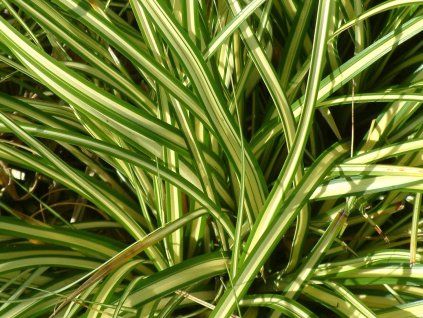 Ostřice ošímenská 'Evergold' - Carex oshimensis 'Evergold'  Carex oshimensis 'Evergold'