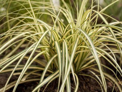 Carex oshimensis 1200x630 proportionalsmallest