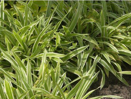 Ostřice siderosticha 'Variegata' - Carex siderosticha 'Variegata'  Carex siderosticha 'Variegata'