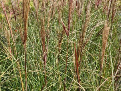Ozdobnice čínská 'Dobromierz' - Miscanthus sinensis 'Dobromierz'  Miscanthus sinensis 'Dobromierz'